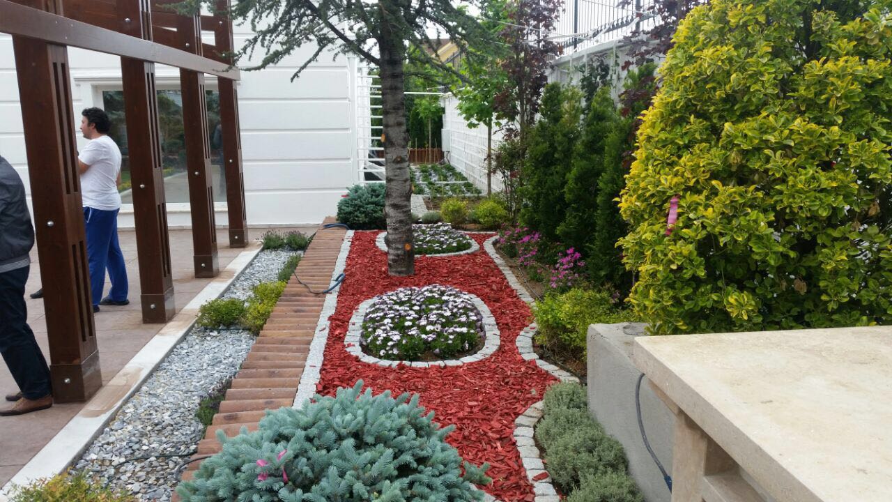 Renkli Ağaç Yongası