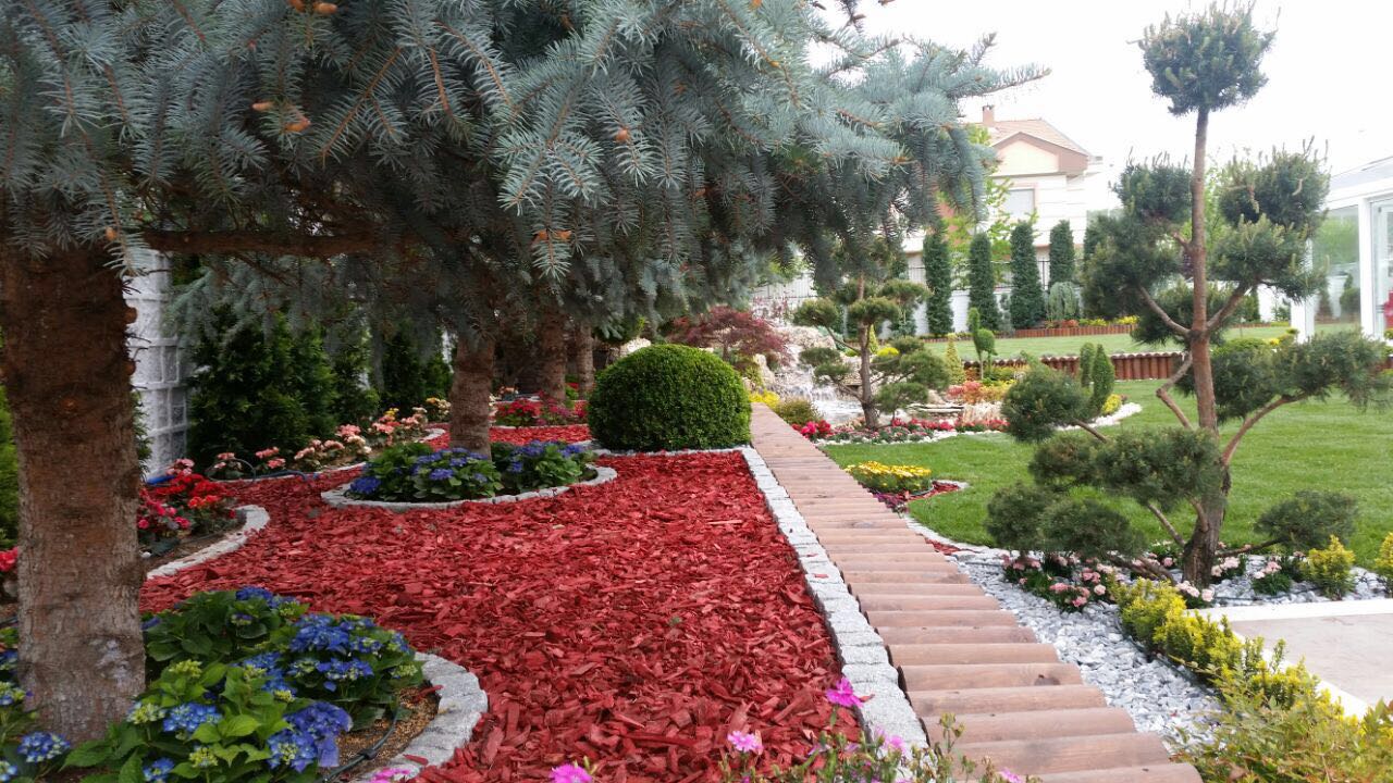 Renkli Ağaç Yongası