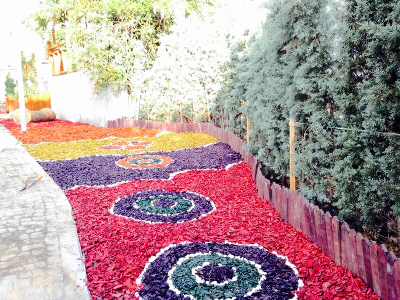 Renkli Ağaç Yongası