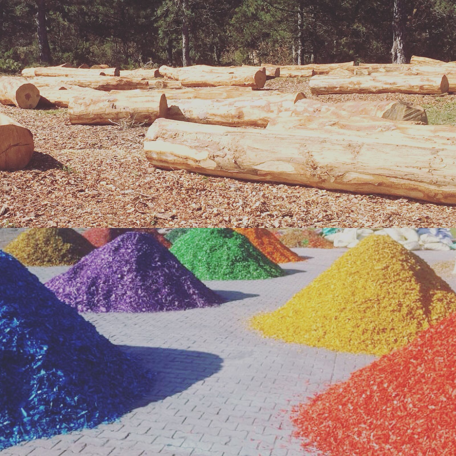 Renkli Ağaç Yongası