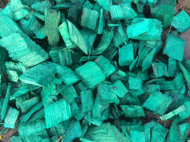 Renkli Ağaç Yongası