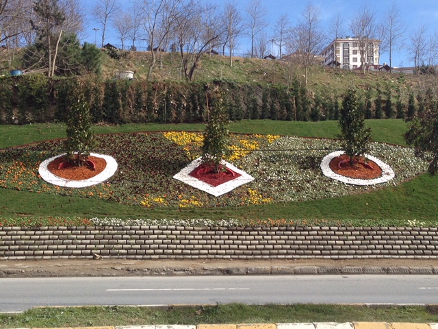 Renkli Ağaç Yongası