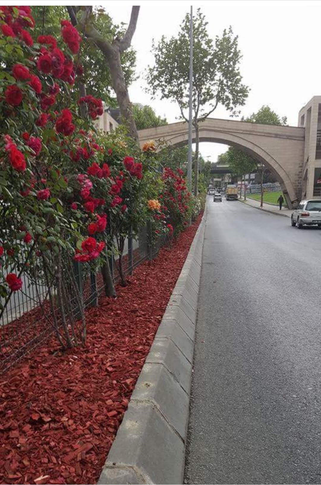 Renkli Ağaç Yongası