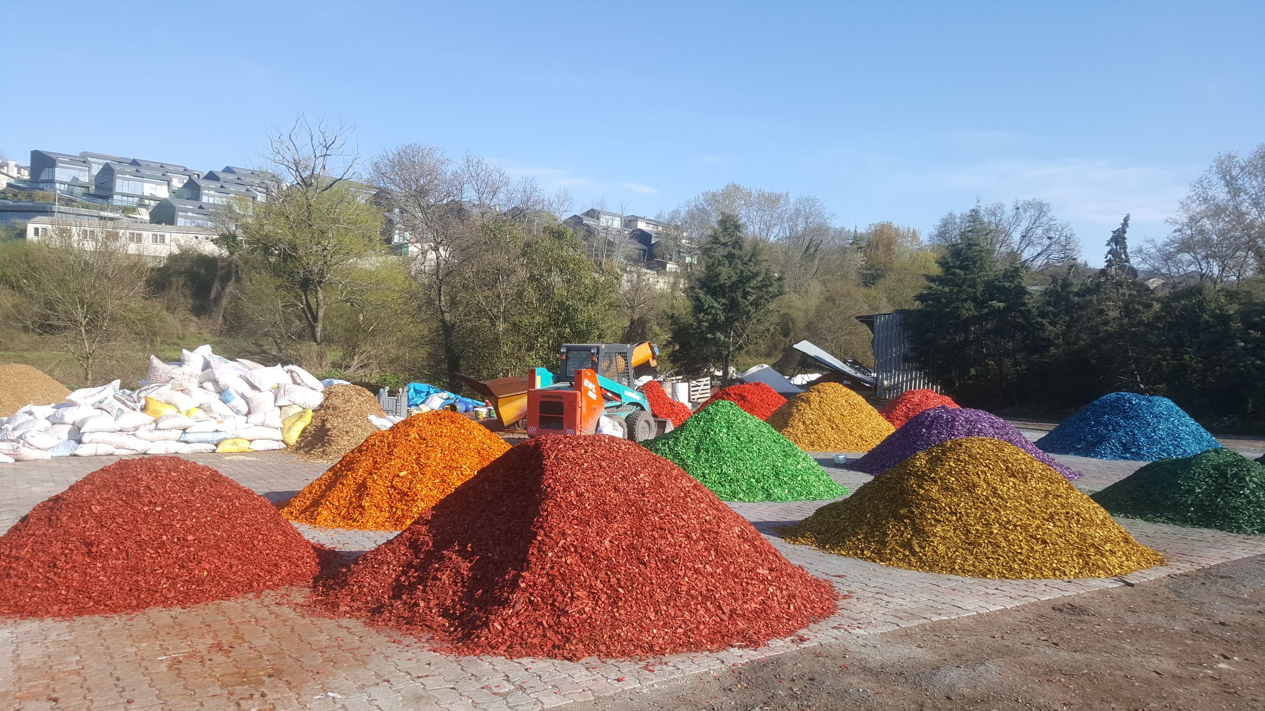 Renkli Ağaç Yongası